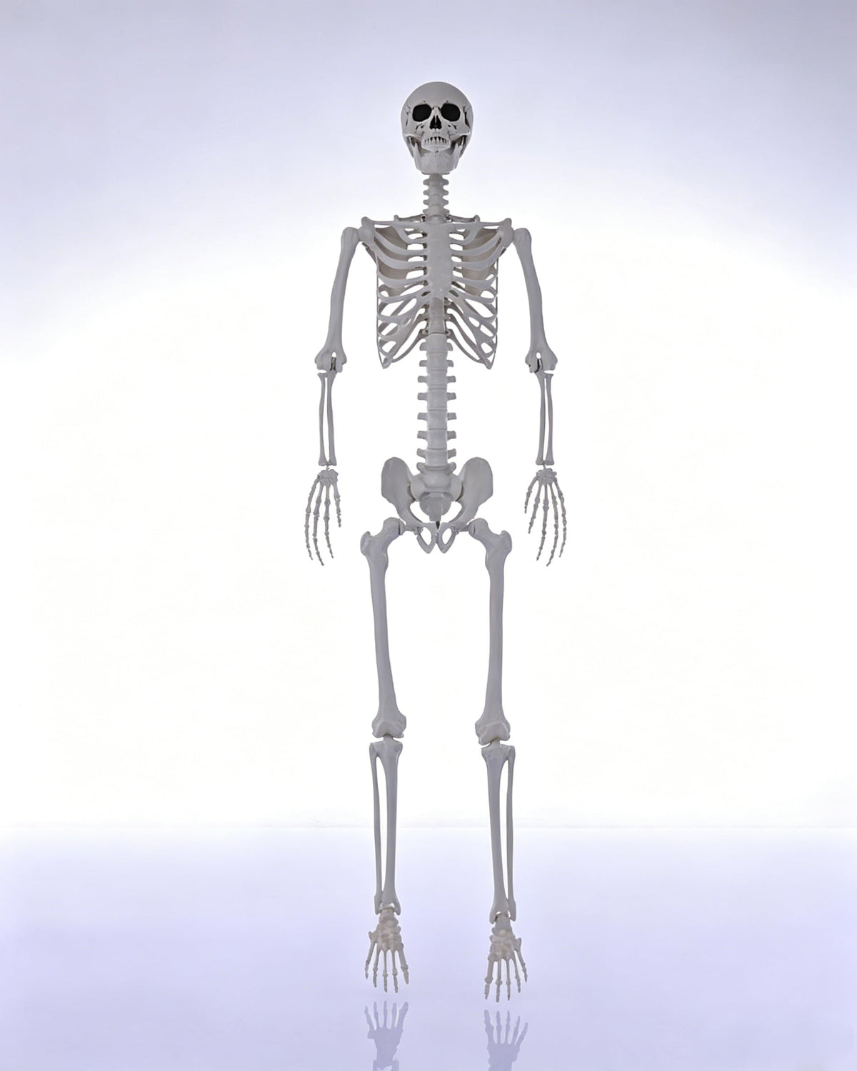 7.9FT Life Size Posable Skeleton E5459