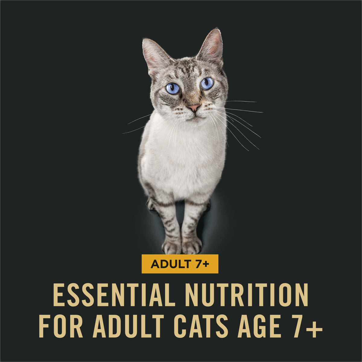 Senior Dry Cat Food, Chicken & Rice, 3.5 lb Bag U77440