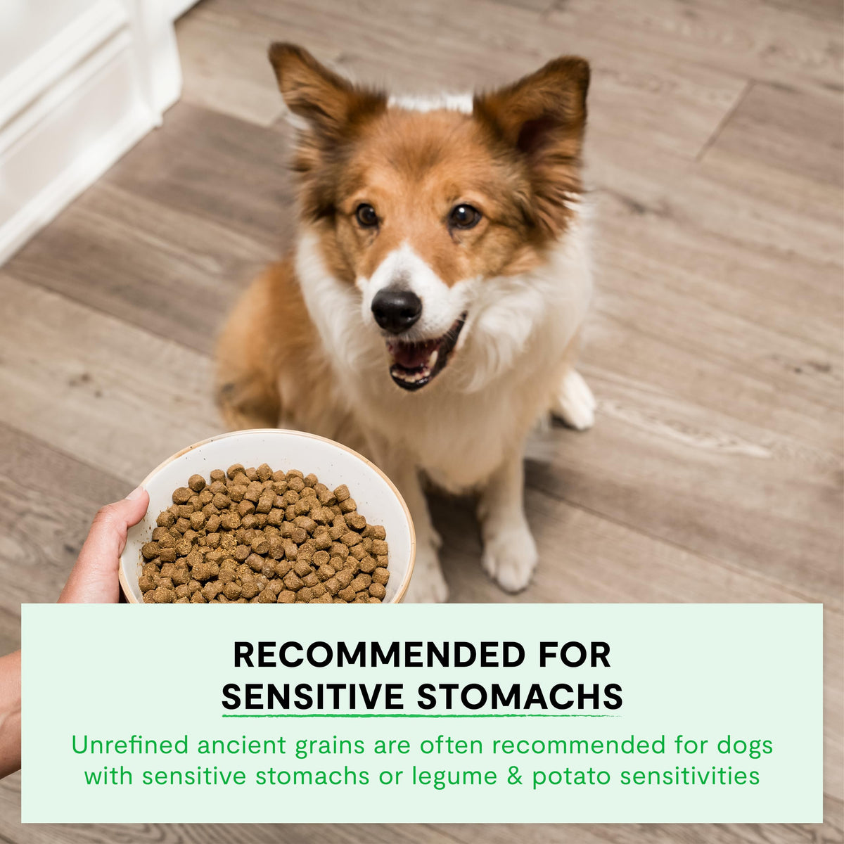 Dry Dog Food 22lb Bag G627425