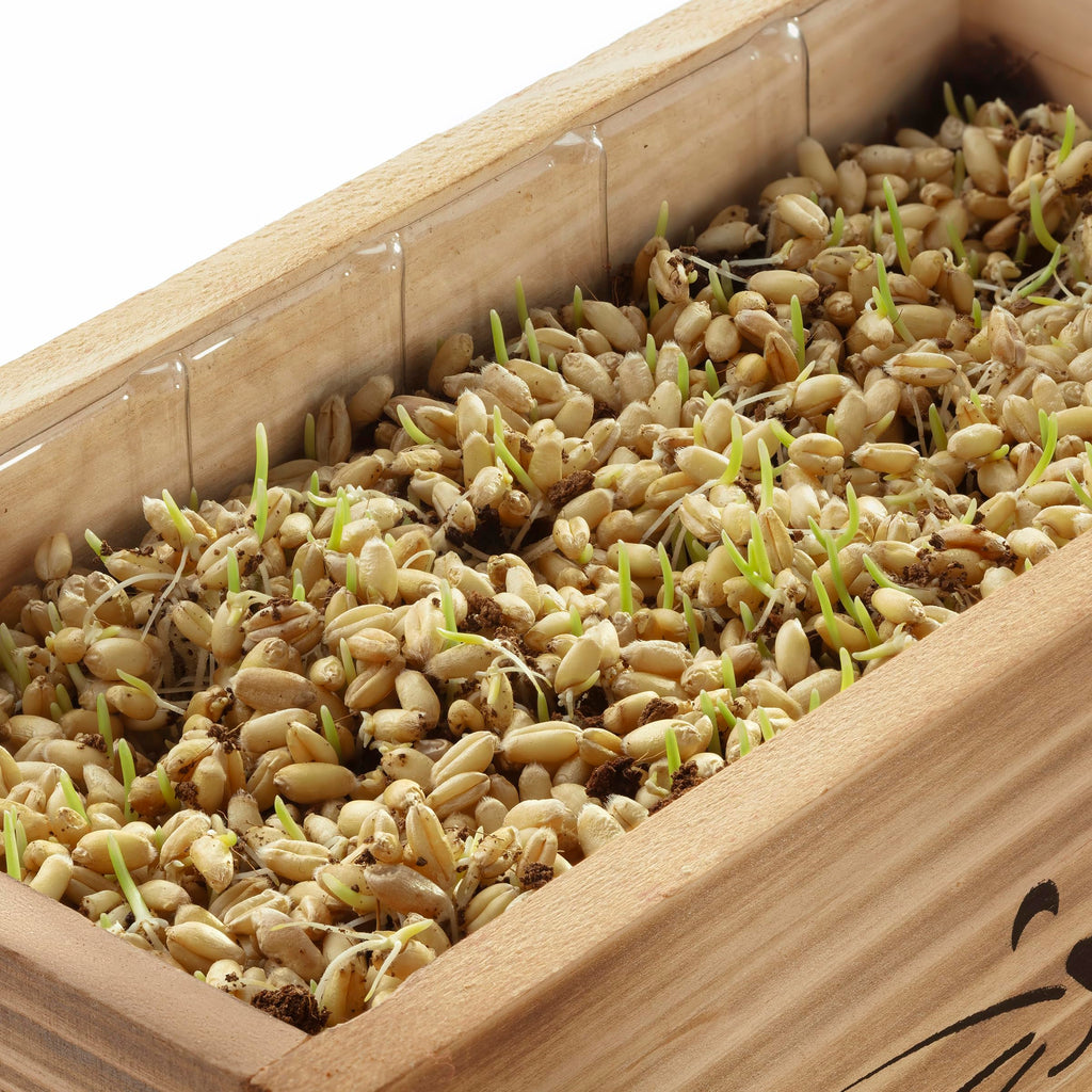 Cat Grass Kit C6456